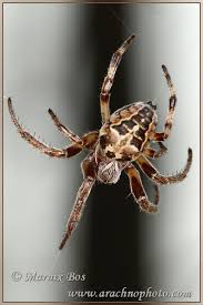 Attēlu rezultāti vaicājumam “Larinioides cornutus”