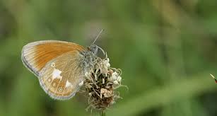 Attēlu rezultāti vaicājumam “Coenonympha glycerion underside”