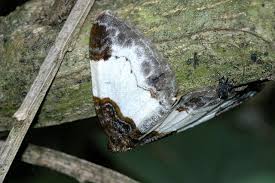 Attēlu rezultāti vaicājumam “Mesoleuca albicillata”