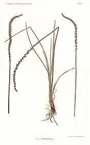 Attēlu rezultāti vaicājumam “Triglochin maritimum”