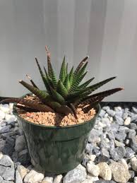 Image result for Haworthia mix