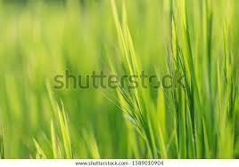 Attēlu rezultāti vaicājumam “Anisantha tectorum”