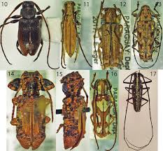 Attēlu rezultāti vaicājumam “Cerambycidae”