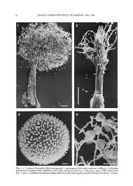 Attēlu rezultāti vaicājumam “Collaria arcyrionema spores”