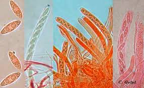 Attēlu rezultāti vaicājumam “Rutstroemia firma”