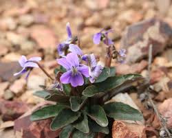 Attēlu rezultāti vaicājumam “Viola collina flower”