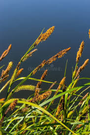 Attēlu rezultāti vaicājumam “Carex acuta”