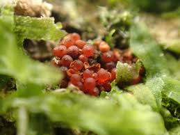 Attēlu rezultāti vaicājumam “Neonectria coccinea”