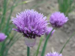 Attēlu rezultāti vaicājumam “Allium schoenoprasum fruit”