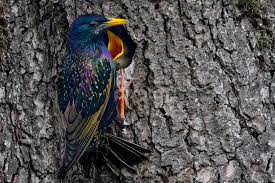 Attēlu rezultāti vaicājumam “Sturnus vulgaris male”