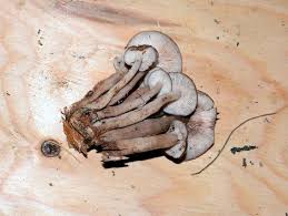 Attēlu rezultāti vaicājumam “Collybia acervata”