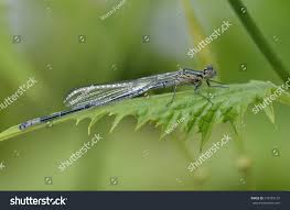 Attēlu rezultāti vaicājumam “Coenagrion puella male”