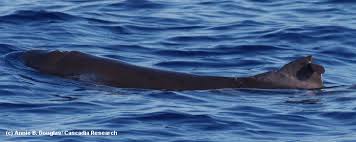 Image result for Kogia breviceps