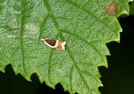 Attēlu rezultāti vaicājumam “Ancylis badiana”