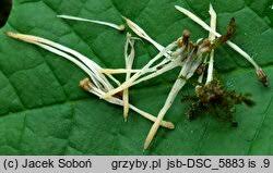 Attēlu rezultāti vaicājumam “Eocronartium muscicola”