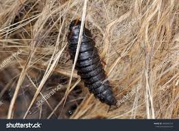 Attēlu rezultāti vaicājumam “Silpha obscura larva”