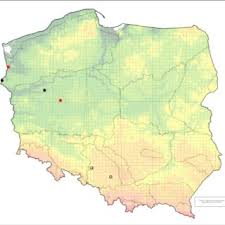 Attēlu rezultāti vaicājumam “Scardia boletella pupa”