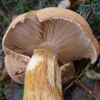 Attēlu rezultāti vaicājumam “Phaeolepiota aurea”