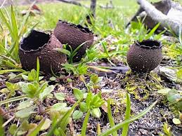 Attēlu rezultāti vaicājumam “Urnula craterium”