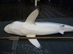 Image result for Carcharhinus falciformis