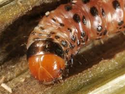 Attēlu rezultāti vaicājumam “Gortyna flavago”