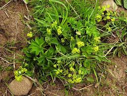 Attēlu rezultāti vaicājumam “Alchemilla vulgaris aggr. bud”