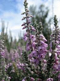 Attēlu rezultāti vaicājumam “Calluna vulgaris fruit”