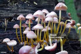 Attēlu rezultāti vaicājumam “Mycena renati”