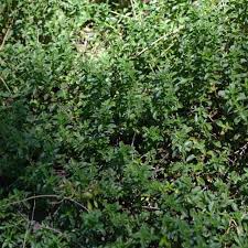 Attēlu rezultāti vaicājumam “Thymus serpyllum leaf”