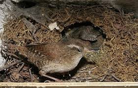 Attēlu rezultāti vaicājumam “Troglodytes troglodytes nest”