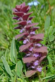 Attēlu rezultāti vaicājumam “Ajuga pyramidalis leaf”