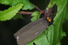 Attēlu rezultāti vaicājumam “Atolmis rubricollis”