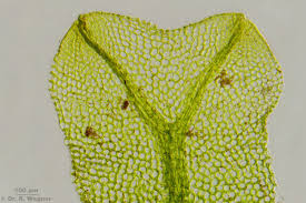 Attēlu rezultāti vaicājumam “Metzgeria furcata”