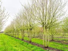 Attēlu rezultāti vaicājumam “Prunus domestica subsp. domestica”