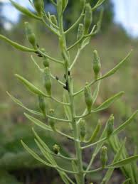 Attēlu rezultāti vaicājumam “Thesium ebracteatum”