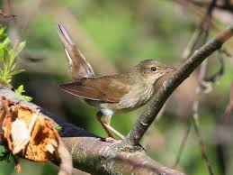 Image result for Locustella fluviatilis