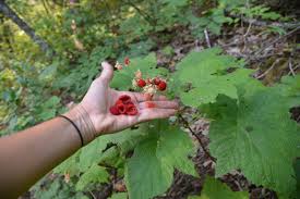 Attēlu rezultāti vaicājumam “Rubus parviflorus fruit”