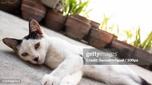 Image result for kitler