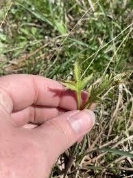 Attēlu rezultāti vaicājumam “Ochropsora ariae”