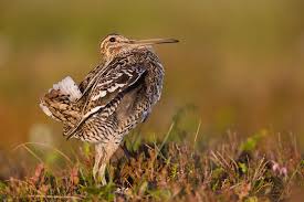 Image result for Gallinago media