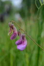 Attēlu rezultāti vaicājumam “Lathyrus palustris flower”