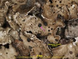 Attēlu rezultāti vaicājumam “Lichenoconium xanthoriae”