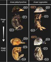 Attēlu rezultāti vaicājumam “Anas platyrhynchos eggs”
