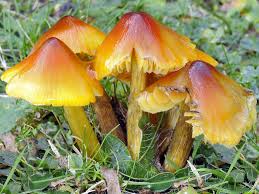 Attēlu rezultāti vaicājumam “Hygrocybe pseudoconica”
