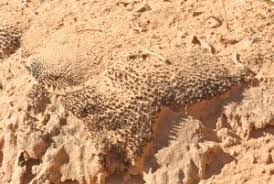 Attēlu rezultāti vaicājumam “Heterotrichia oerstedii (syn. Arcyria oerstedii) stalked”