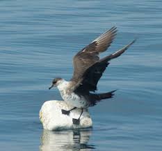 Attēlu rezultāti vaicājumam “Stercorarius parasiticus”