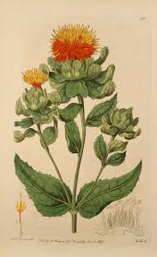 Image result for Carthamus tinctorius