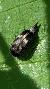 Attēlu rezultāti vaicājumam “Mordella sp.”