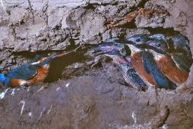 Attēlu rezultāti vaicājumam “Alcedo atthis nest”