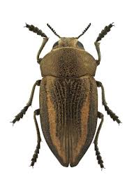 Attēlu rezultāti vaicājumam “Tetratoma fungorum”